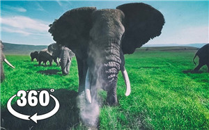 360° 全景VR视频：被野生大象包围_非洲大草原大象 超清 4K