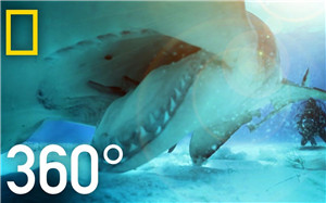 360°全景VR视频：与鲨共舞 海底世界_超清 4K