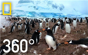 360°全景VR视频：出发去南极看企鹅_超清 4K-0712-5