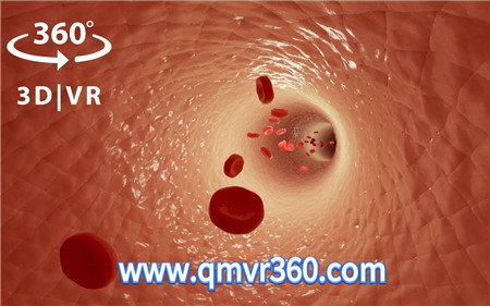 360°全景VR视频：探索人体探秘内部器官胎儿血管结构VR_超清 4K 1023-05