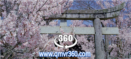360°全景VR视频：日本天下第一の桜（高遠城址公園）VR观赏樱花_超清 4K 1023-01
