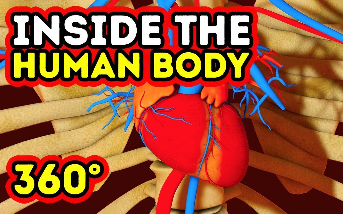 360°全景VR视频：看清你的身体内部发生了什么 VR身体器官结构工作细胞_超清 4K 1025-09