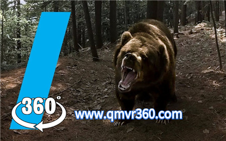 360°全景VR视频：野外黑熊VR拍摄 森林黑熊近距离VR视频 4K 1020-13