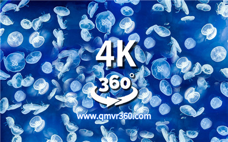 360°全景VR视频：潜入海水底穿越百万只水母群海洋生物_超清 4K 1028-06