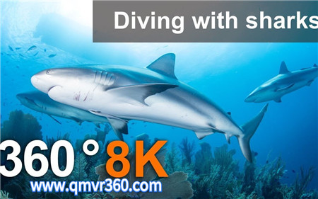 360°全景VR视频：与鲨鱼一起潜水VR海底水下鲨鱼视频_超清 4K 1027-14