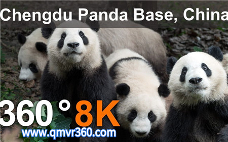 360°全景VR视频：中国成都熊猫基地旅游 VR观看动物园熊猫活动 超清 4K 1027-11
