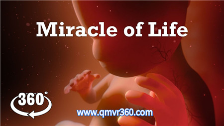 360°全景VR视频：由一颗精子体验生命诞生VR受精卵子演变婴儿模型！_超清 4K-1031-16