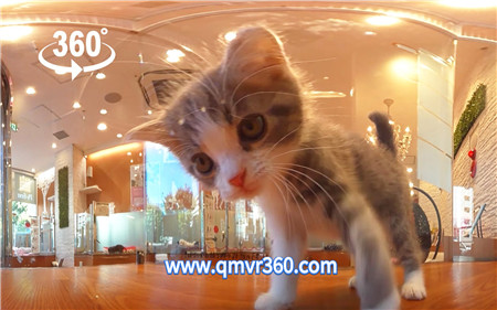 360°全景VR视频：可爱猫咪与你互动VR被喵星人包围_超清 4K-1108-28
