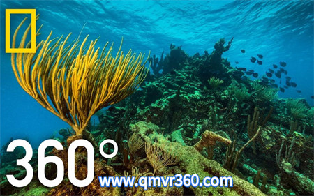 360°全景VR视频：探寻加勒比海底的秘密VR水下世界 国家地理_超清 4K 1111-05