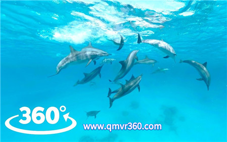 360°全景VR视频：海豚天堂VR深海潜水海豚游泳互动_超清 4K 1107-05