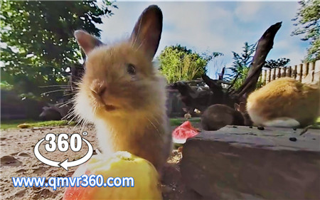 360°全景VR视频：萌兔吃播上线VR可爱的兔子在动物园吃水果和蔬菜 超清 4K-1109-07