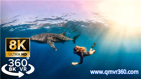 360°全景VR视频：水下体验与鲸鲨一起游泳VR深海鲸鱼近距离观赏 超清8K 1031-22