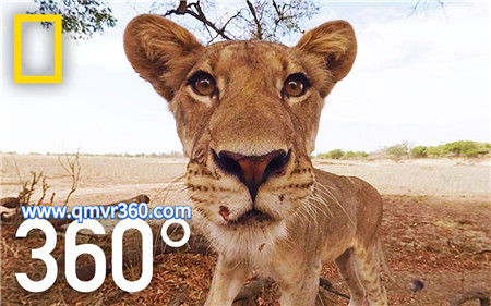 360°全景VR视频：大草原上的小狮子VR非洲大草原狮子360全景_超清 4K 1107-01
