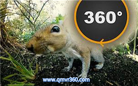 360°全景VR视频：全景视角下的松鼠太可爱了 萌宠互动VR 超清4K 0225-18