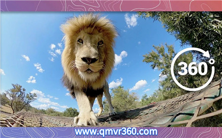 360°全景VR视频：近距离看狮子是什么体验 野生动物狮子王VR视频 超清4K 0225-24