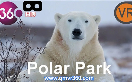 360°全景VR视频：极地动物公园的大狼和大熊VR动物世界 超清4K 0225-12