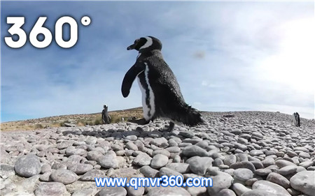 360°全景VR视频：阿根廷海洋栖息地VR近距离观看企鹅动物世界萌宠 超清4K 0225-11
