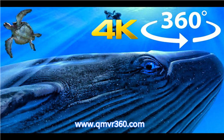 360°全景VR视频：在大海中观看蓝鲸水母海龟章鱼等海洋动物VR潜水海洋生物 超清4K 0311-02