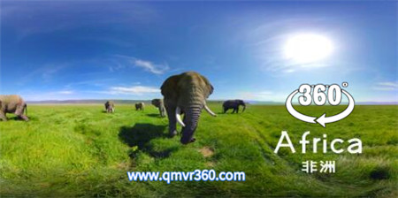 360°全景VR视频：非洲草原象群VR非洲大陆旅游风景360全景非洲大象野生动物 超清4K 0314-22