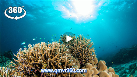360°全景VR视频：海洋潜水海底世界VR海龟珊瑚海景全景视频深海探索 超清4K 0416-06