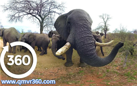 360°全景VR视频：野生大象群 全景视频 非洲草原大象VR 超清4K 0501-06