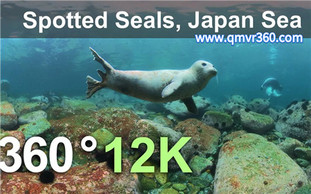 360°全景VR视频：水下世界 斑海豹VR海底世界海豹海洋动物世界全景视频 超清4K 0514-03