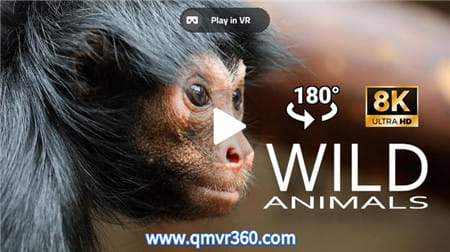 180°全景3D视频：亚马逊狂野探险VR纪录片 探索厄尔瓜多原始森林之旅全景 超清8K 1217-11
