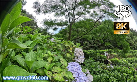 180°全景VR视频：鼓岭绣球花海合集VR 超清8K 0904-09